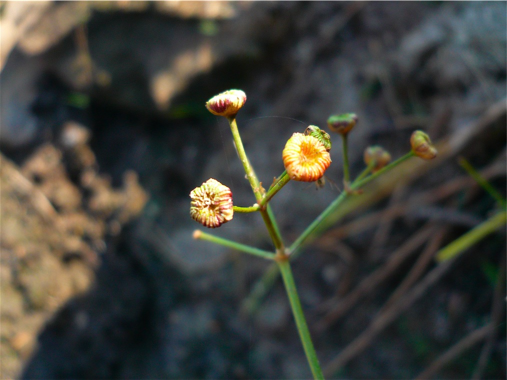 Alisma plantago-aquatica / Piantaggine d''acqua